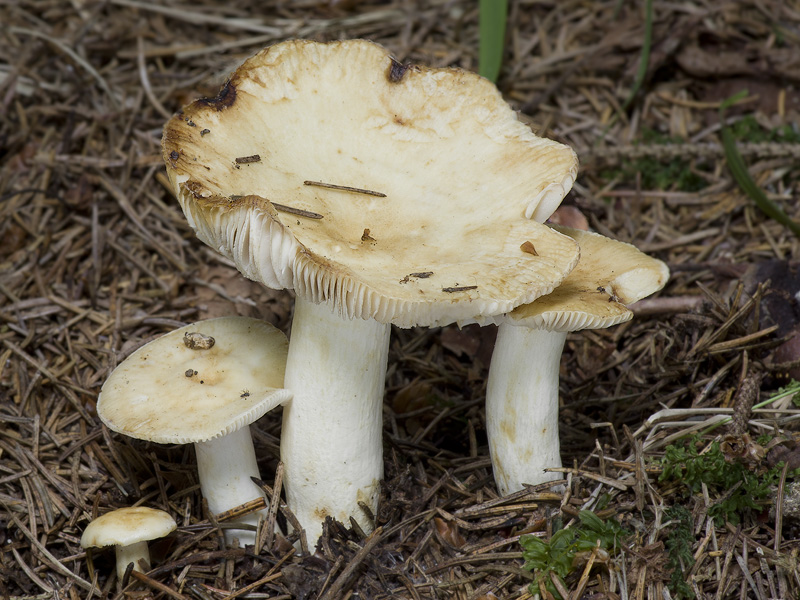 Russula farinipes